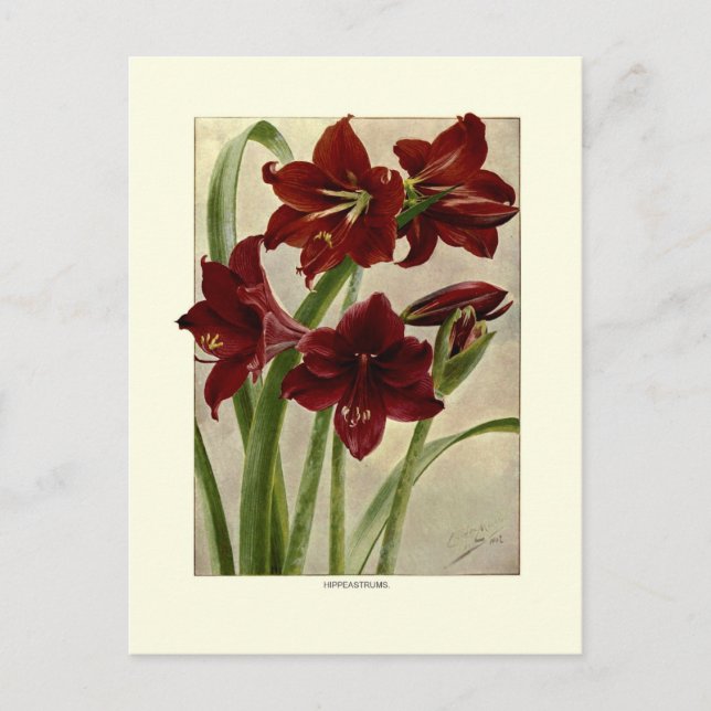 Amaryllis (Hippeastrums) Postkarte (Vorderseite)
