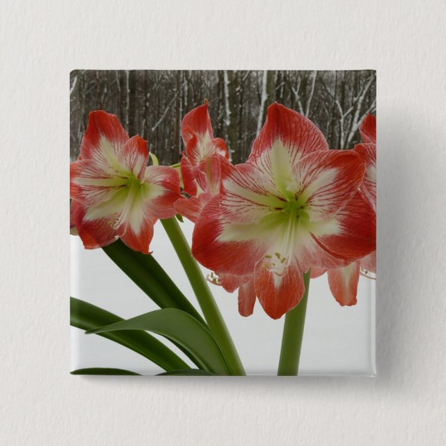 Amaryllis im schneeroten Urlaub Winterflora Button (Vorderseite)