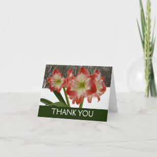 Amaryllis im schneeroten Urlaub Winterflora Dankeskarte
