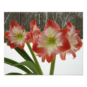 Amaryllis im schneeroten Urlaub Winterflora Fotodruck