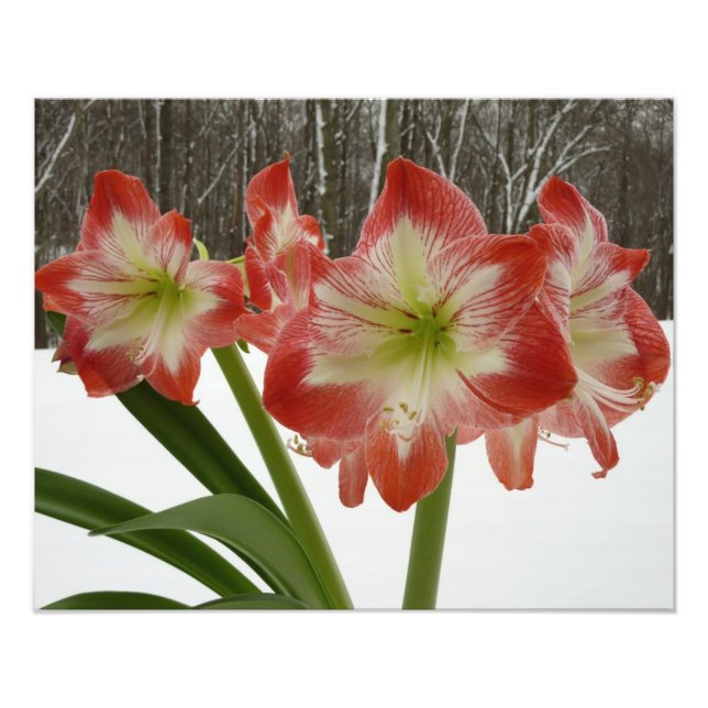 Amaryllis im schneeroten Urlaub Winterflora Fotodruck (Vorne)