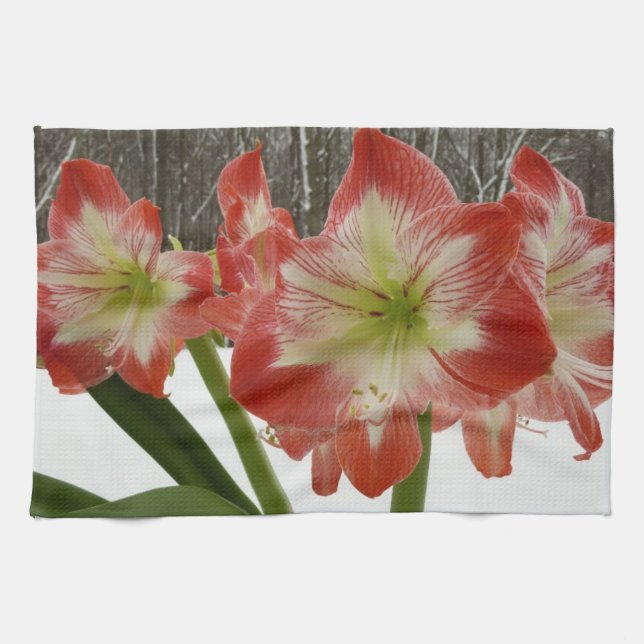Amaryllis im schneeroten Urlaub Winterflora Geschirrtuch (Horizontal)