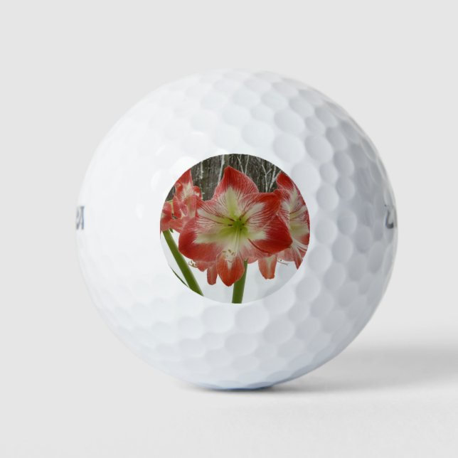 Amaryllis im schneeroten Urlaub Winterflora Golfball (Vorderseite)