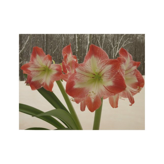 Amaryllis im schneeroten Urlaub Winterflora Holzposter (Vorderseite)