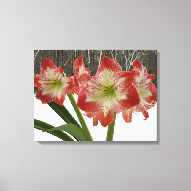 Amaryllis im schneeroten Urlaub Winterflora Leinwanddruck (Vorderseite)