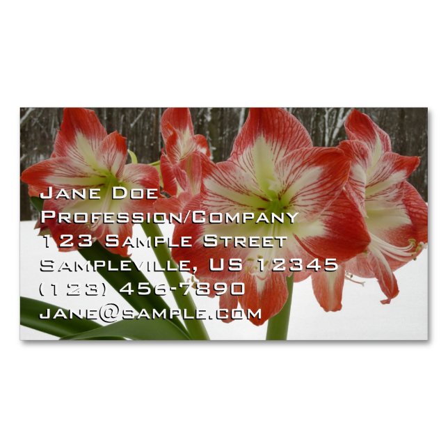 Amaryllis im schneeroten Urlaub Winterflora Magnetische Visitenkarte (Vorderseite)