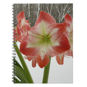 Amaryllis im schneeroten Urlaub Winterflora Notizblock