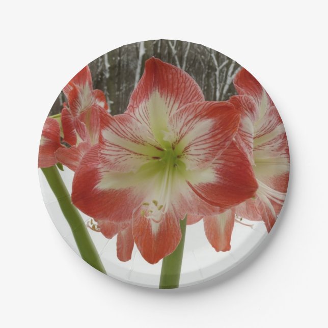 Amaryllis im schneeroten Urlaub Winterflora Pappteller (Vorderseite)