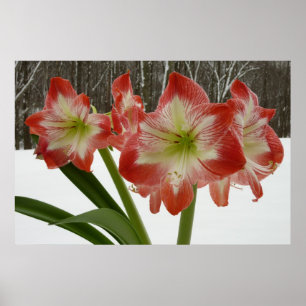 Amaryllis im schneeroten Urlaub Winterflora Poster