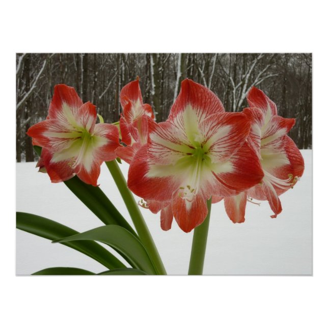 Amaryllis im schneeroten Urlaub Winterflora Poster (Vorderseite)