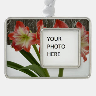 Amaryllis im schneeroten Urlaub Winterflora Rahmen-Ornament Silber