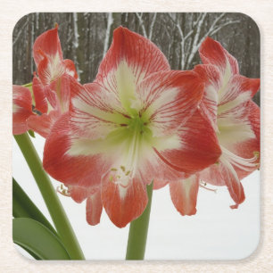 Amaryllis im schneeroten Urlaub Winterflora Rechteckiger Pappuntersetzer