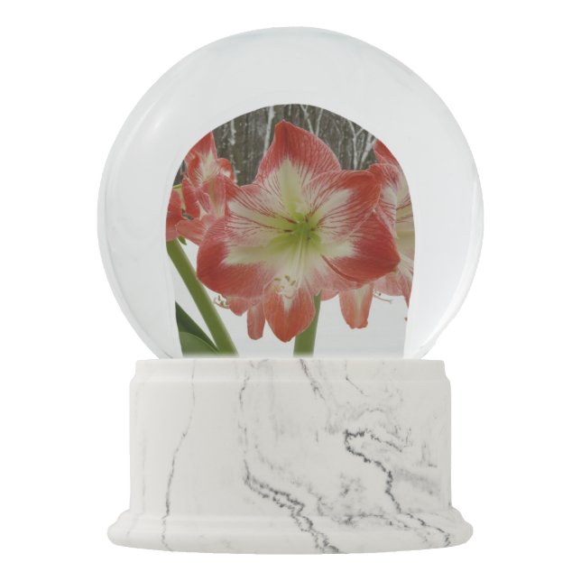 Amaryllis im schneeroten Urlaub Winterflora Schneekugel (Vorderseite)