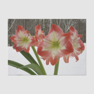 Amaryllis im schneeroten Urlaub Winterflora Seidenpapier