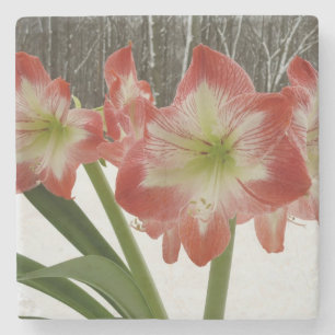Amaryllis im schneeroten Urlaub Winterflora Steinuntersetzer