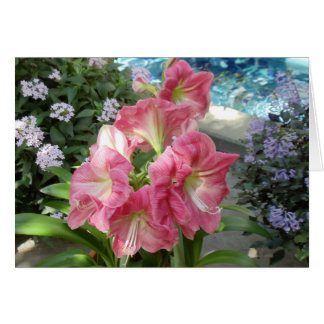 Amaryllis, jardin botanique national, Washington,