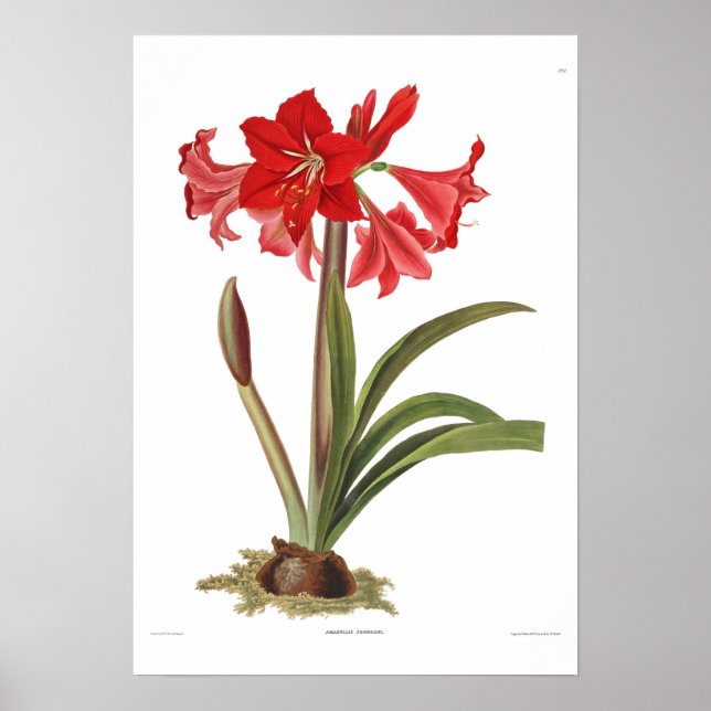 Amaryllis johnsoni poster (Vorne)