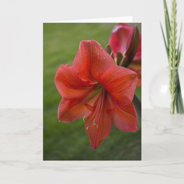 Amaryllis Karte (Vorderseite)