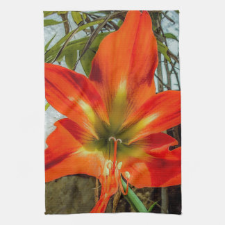 Amaryllis Nahaufnahme Küchentücher