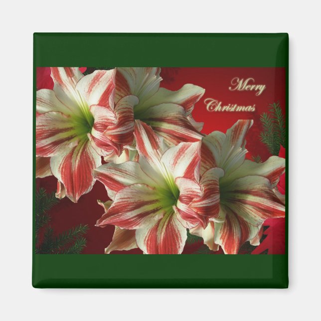 Amaryllis Pair Christmas Magnet (Vorne)