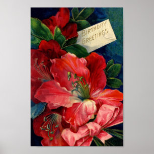 Amaryllis Poster
