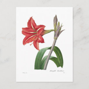 Amaryllis Postkarte