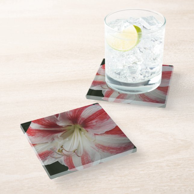 Amaryllis, rot und weiß gestrichen glasuntersetzer (Schrägansicht)