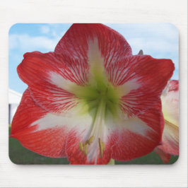 Amaryllis rot-weiß MegaStar Mousepad