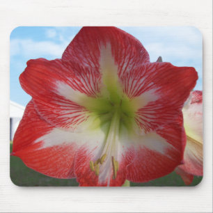 Amaryllis rot-weiß MegaStar Mousepad