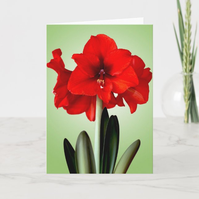 Amaryllis rouge de Noël de carte de Noël (Devant)