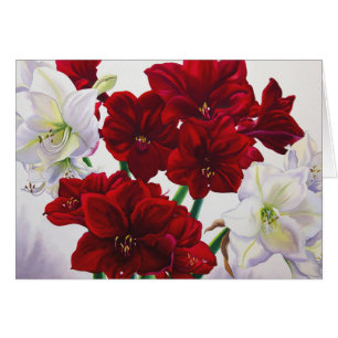 Amaryllis rouge et blanche 2008