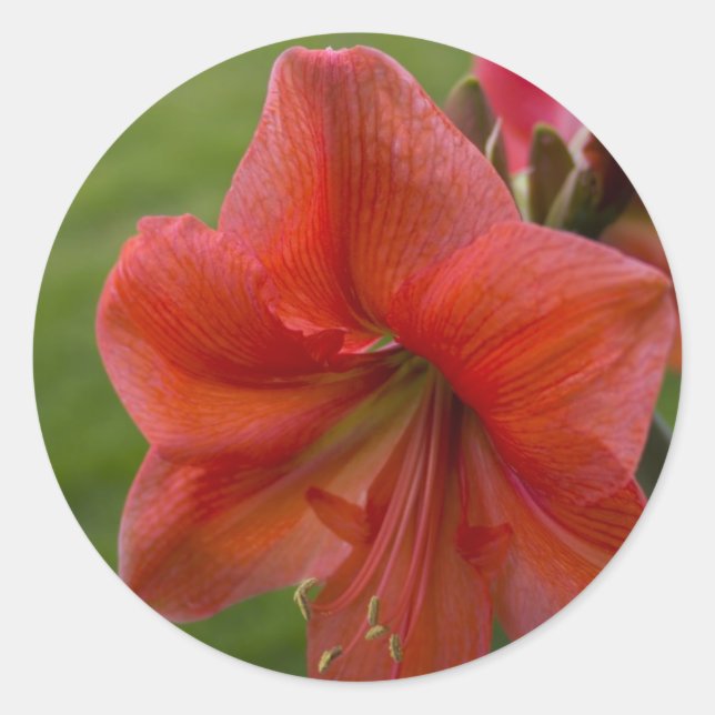 Amaryllis Runder Aufkleber (Vorderseite)