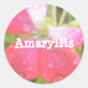 Amaryllis Runder Aufkleber