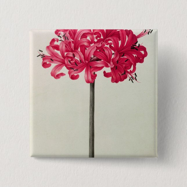 Amaryllis Sarniensis oder Narzisse Button (Vorderseite)