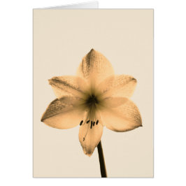Amaryllis sepia