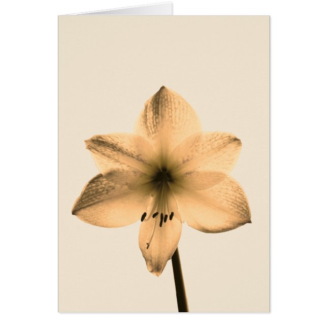 Amaryllis sepia (Vorne)