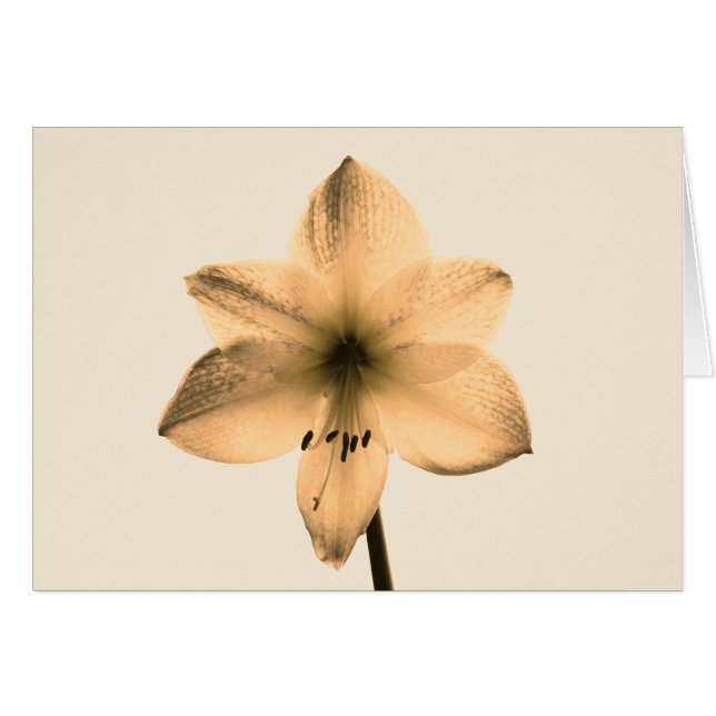 Amaryllis sepia (Vorderseite (Horizontal))