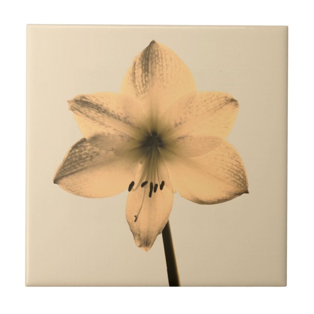 Amaryllis sepia fliese (Vorderseite)