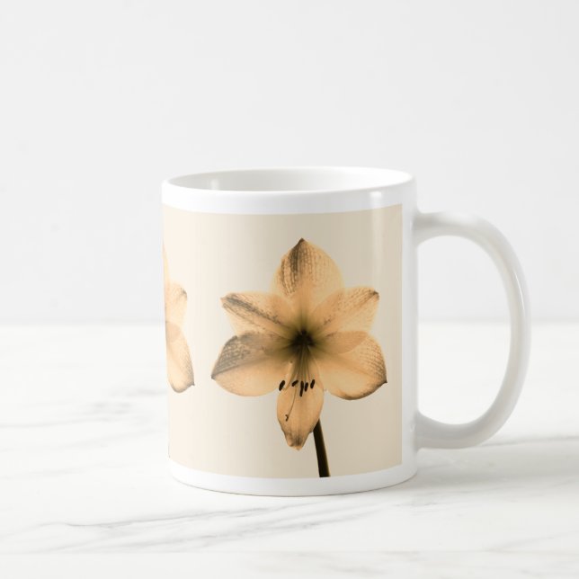 Amaryllis sepia kaffeetasse (Rechts)