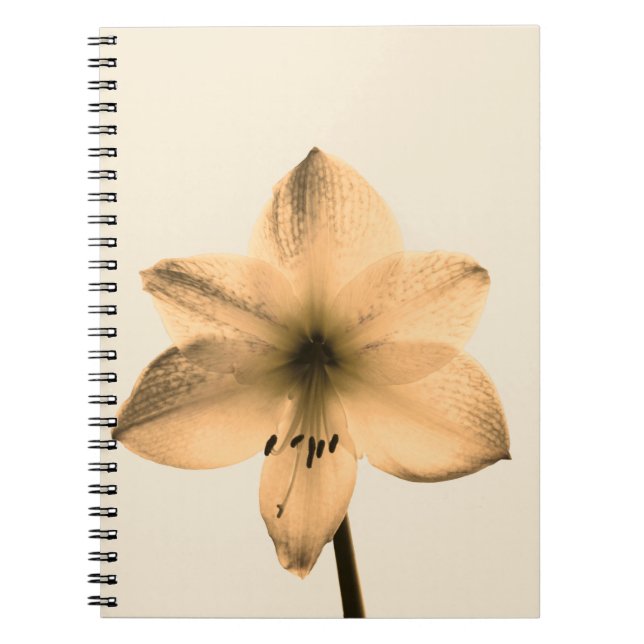 Amaryllis sepia notizblock (Vorderseite)