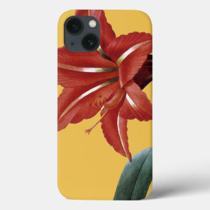 Amaryllis Striped title_seo2