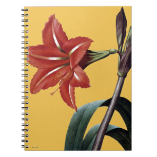 Amaryllis Striped Notizblock