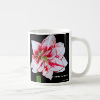 Amaryllis-Tasse Kaffeetasse