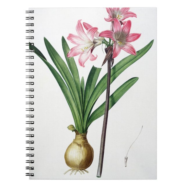 Amaryllis-Tollkirsche, von "Les Liliacees", engrav Notizblock (Vorderseite)
