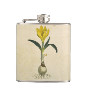 Amaryllis Tulip Botanischer Garten Blume Flachmann