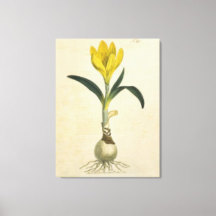 Amaryllis Tulip Botanischer Garten Blume Leinwanddruck