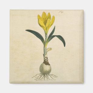 Amaryllis Tulip Botanischer Garten Blume Magnet