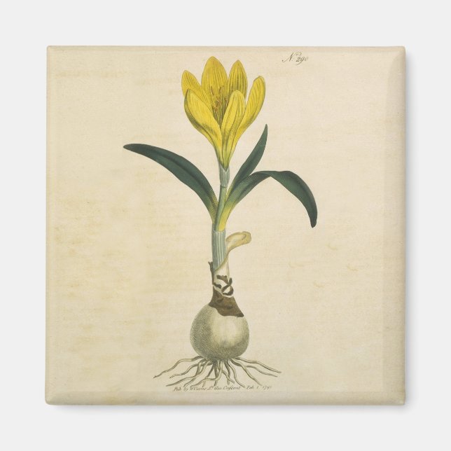 Amaryllis Tulip Botanischer Garten Blume Magnet (Vorne)