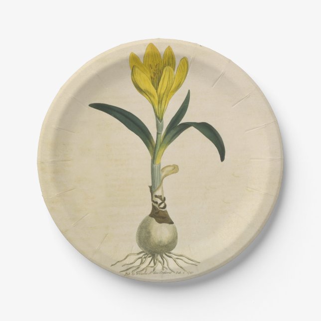 Amaryllis Tulip Botanischer Garten Blume Pappteller (Vorderseite)