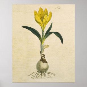 Amaryllis Tulip Botanischer Garten Blume Poster